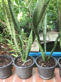 ต้นลิ้นมังกร (XL) สูง 70 ซ.ม. ขึ้นไป / ต้น