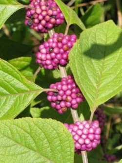 บิวตี้เบอรี่ (Beautyberry) สีม่วง / 50 เม็ด (UK)