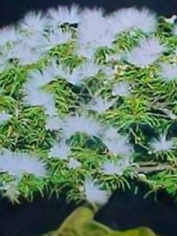 ทิ้งถ่อนบอนไซ (White Siris) ดอกสีขาว / 10 เม็ด (นอก)