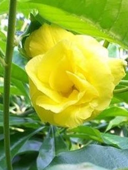 ต้นบานบุรี ดอกเหลืองซ้อน กระถาง สูง 50-60 ซ.ม. / ต้น