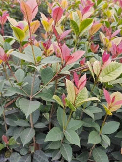 ต้น หอมหมื่นลี้ กุ้ยฮวา 七彩桂花 กระถาง 7-8 นิ้ว Osmanthus สูง 50-70 ซ.ม. ต้นไม้นำเข้า