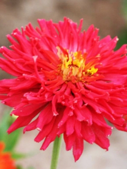 บานชื่น (Zinnia) แดง / ซอง 50 เม็ด (A092)