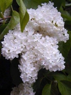 ไลแลค ญี่ปุ่น (Japanese Lilac) สีขาว / 30 เม็ด (นอก)