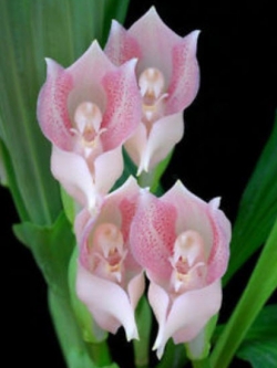 กล้วยไม้ทิวลิปทารก / 50 เม็ด (China)