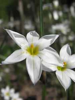 หญ้าบลูอาย (Blue-eyed grass) สีขาว / 25 เม็ด (USA)