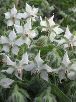 โบราจสีขาว (White Borage) / 10 เม็ด (USA)