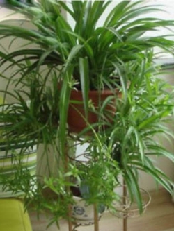 ว่านเศรษฐี หรือคลอโรไฟทัม (Chlorophytum) / 100 เม็ด