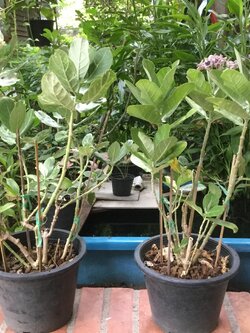 ต้นรัก ดอกสีขาว สูง 20-30 ซม. / ต้น