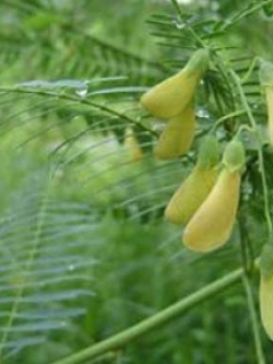 โสน (Sesbania) / 50 เม็ด