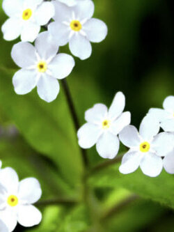 อัลไพน์ ฟอร์เก็ต-มีน็อท (Alpine Forget-me-not) สีขาว / 1,000 เม็ด (UK)