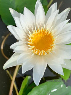 บัวผันไทยลูกผสม สีขาว / ซอง