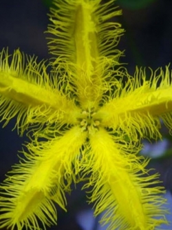 หน่อบัวบา สีเหลือง (บัวเล็กที่สุดในโลก) / ชุด 3 หน่อ