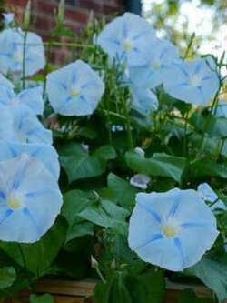มอนิ่ง กลอรี่ สีฟ้า (Morning glory - Heavenly Blue) / 25 เม็ด (Portugal)