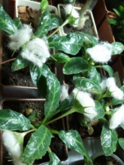 มะพร้าวทะเลทราย (Dorstenia Foetida) / 3 เม็ด (Russia)