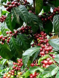 กาแฟ อราบิก้า (Arabica Coffee) / 20 เม็ด