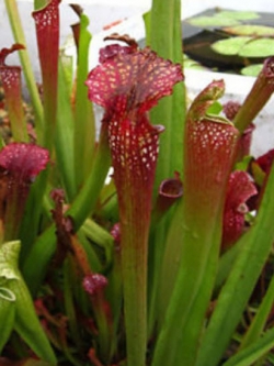 ซาราซีเนีย (Sarracenia) / 100 เม็ด