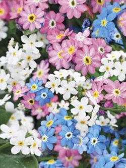 ฟอร์เก็ตมีน็อท (Forget me Not) คละ / ซอง 300 เม็ด (Lithuania)