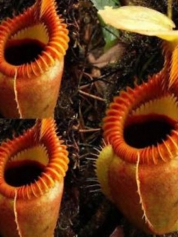 หม้อข้าวหม้อแกงลิง / 120 เม็ด