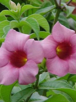 ต้นบานบุรีม่วง กระถาง สูง 50-60 ซ.ม.ขึ้นไป / ต้น (P2S)