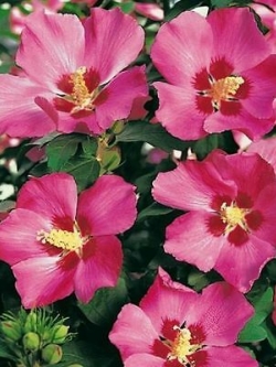 โรส ออฟ ชารอน - วู๊ดบริดจ์ (Rose of Sharon - Woodbridge) / 50 เม็ด (UK)