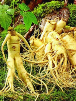 โสมเกาหลี (Panax Ginseng) / 25 เม็ด