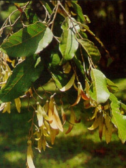 ตะเคียน ตะเคียนทอง / 50 เม็ด (P2S)