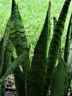 ต้นลิ้นมังกร (L) สูง 50-70 ซ.ม. / ต้น