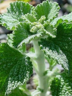 ฮอร์ฮาวด์ขาว (White Horehound) / 100 เม็ด (Portugal)
