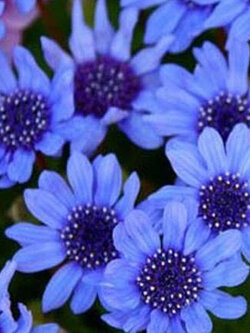 บลูเดซี่ (Blue Daisy / Felicia Heterophylla Blue) / 25 เม็ด (USA)