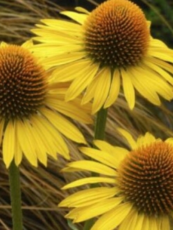 เอ็กไคนาเซีย (Echinacea) สีเหลือง / 100 เม็ด