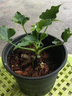 ต้นฟิโลใบมะละกอ (Philodendron selloum) กระถาง 6 นิ้ว