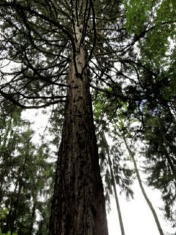 สนโคสต์ เรดวูด (Coast Redwood) / 10 เม็ด (Spain)*