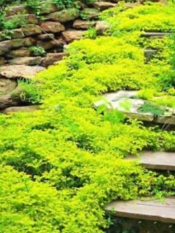ร็อคคริส (Rock Cress) สีเขียว / 50 เม็ด