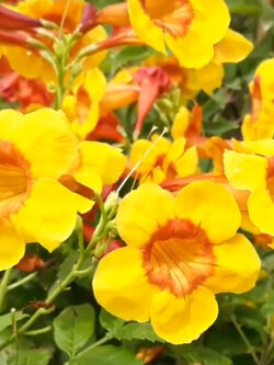 ต้นทองอุไร มิคกี้เม้าส์ สูง 50-70 ซ.ม. / ต้น