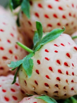Pineapple Strawberry (สตรอเบอรี่ขาว) / 200 เม็ด