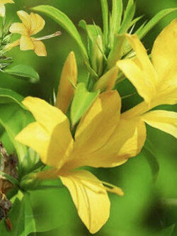 อังกาบหนู (Porcupine flower / Barleria prionitis) / 10 เม็ด