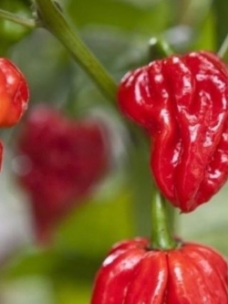 พริก Naga Viper แดง / 10 เม็ด (USA)