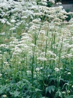 วาเลเรียน (Valerian) สีขาว / 1,600 เม็ด (UK)