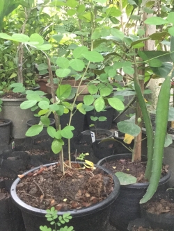 ต้นอัญชัน ดอกสีขาว ซ้อน กระถาง 6 นิ้ว