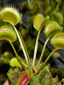 กาบหอยแครง (Venus Flytrap) / 100 เม็ด (Taiwan)
