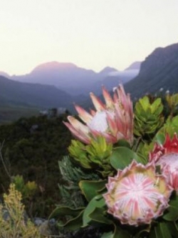คิง โพรเทีย (King Protea) / 2 เม็ด (South Africa)