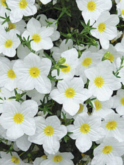 คัพฟลาวเวอร์สีขาว (Cupflower White Robe) / 650 เม็ด (UK)