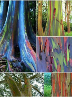 ยูคาลิปตัสแฟนซีฮาวาย (Hawaii Rainbow Eucalyptus) / 50 เม็ด