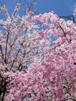 ซากูระ (Cherry Blossom - Sakura) ชมพู / 5 เม็ด