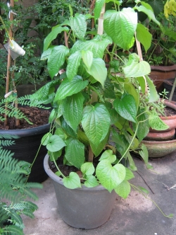 ต้นชะพลู กระถาง 6 นิ้ว (M)