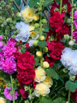 ฮอลลี่ฮ็อค (Hollyhock) คละสี / 100 เม็ด (ขายดี)