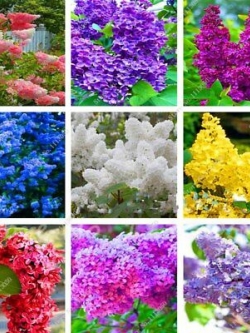 ไลแลค ญี่ปุ่น (Japanese Lilac) คละ 12 สี / 50 เม็ด