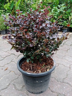 ต้นหงส์ฟู่ (Chinese Fringe Flower) กระถาง 10 นิ้ว สูง 50-60 ซ.ม. / ต้น