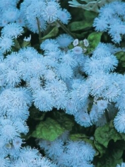 อะเจอราตุ้ม บลู บอล (Ageratum - Blue Ball) / 500 เม็ด (UK)