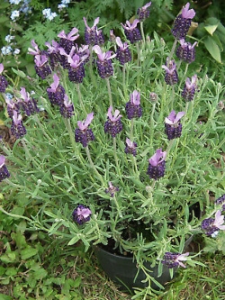 ลาเวนเดอร์ฝรั่งเศส (French Lavender) / 100 เม็ด